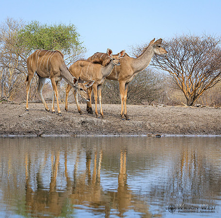 Greater Kudu