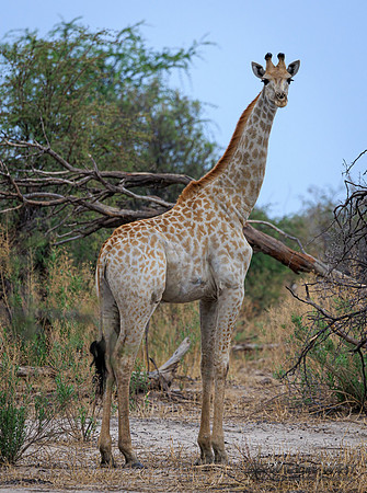 Giraffe