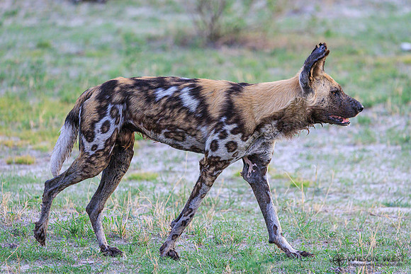 African Wild Dog