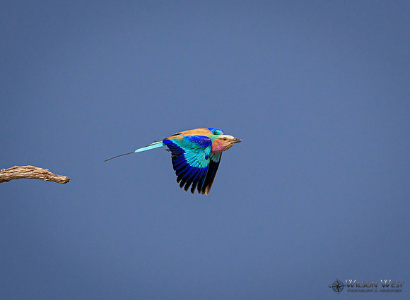 Lilac-breasted Roller