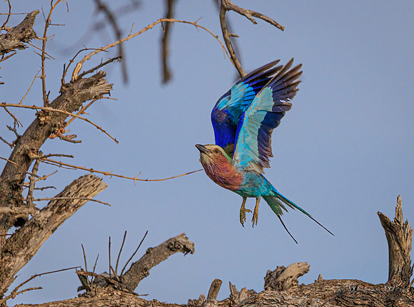 Lilac-breasted Roller