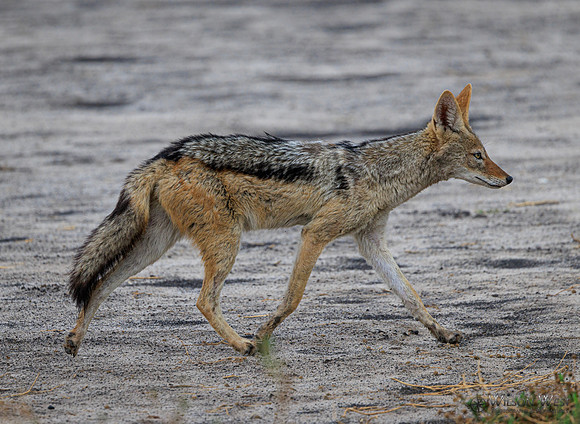 Black-backed Jackal