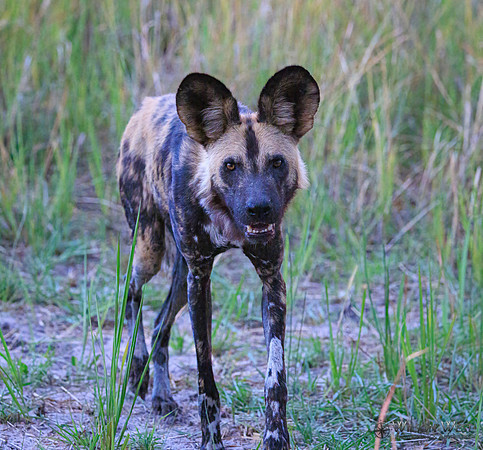 African Wild Dog