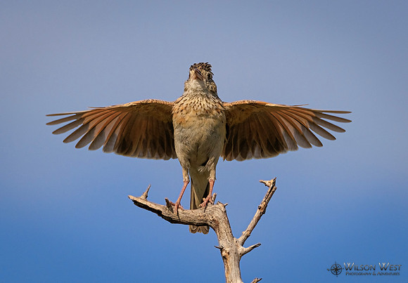 Rufous-naped Lark