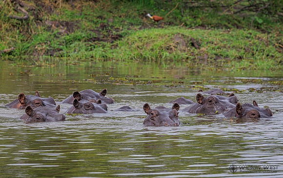 Hippopotamus