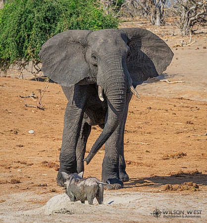 Elephant