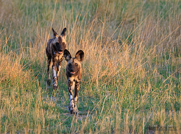 African Wild Dog