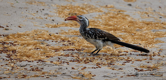 Red-billed Hornbill, Termites