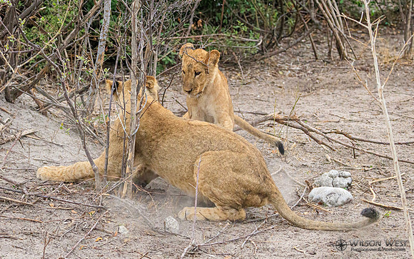 Lion