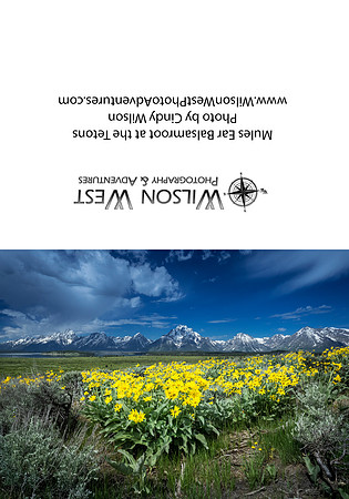 Grand Teton NP - Balsamroot Flowers
