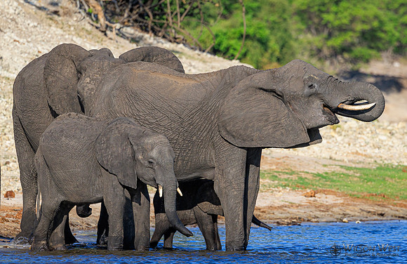 Elephant