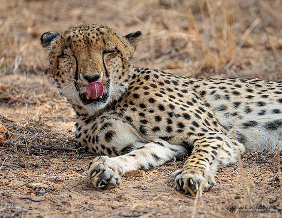 Cheetah