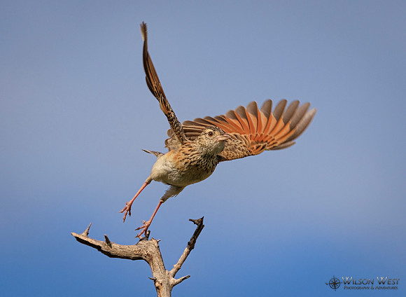 Rufous-naped Lark