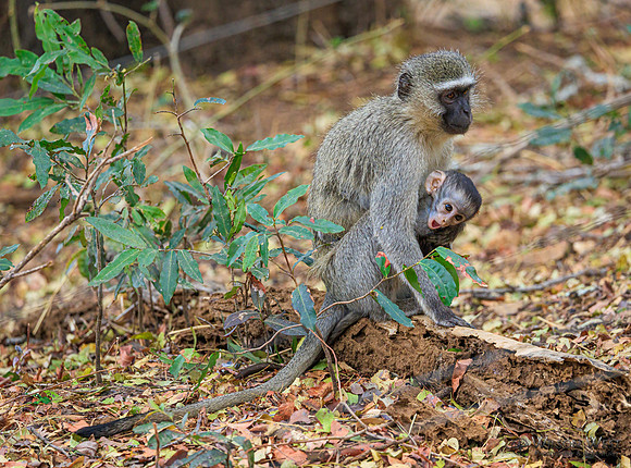 Vervet Monkey