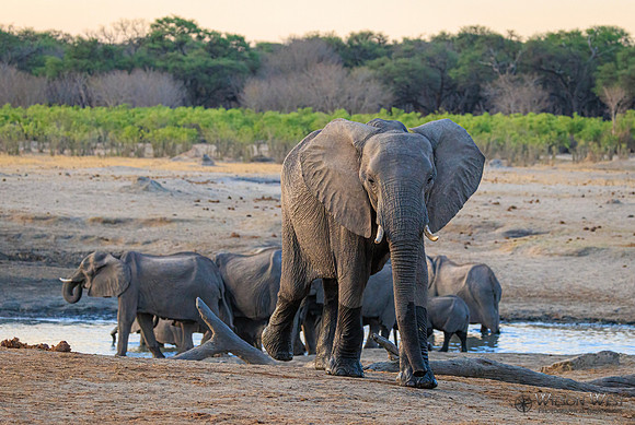 Elephant