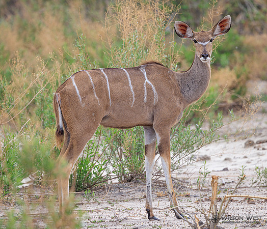 Greater Kudu