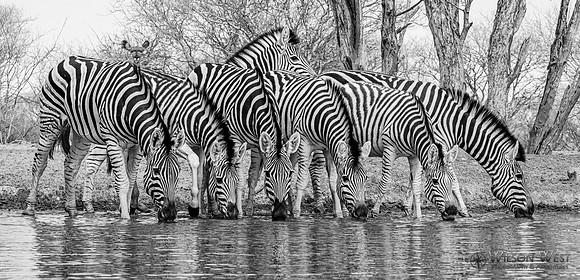 Burchell's Zebra