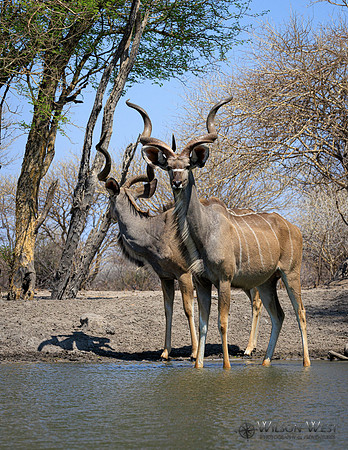 Greater Kudu