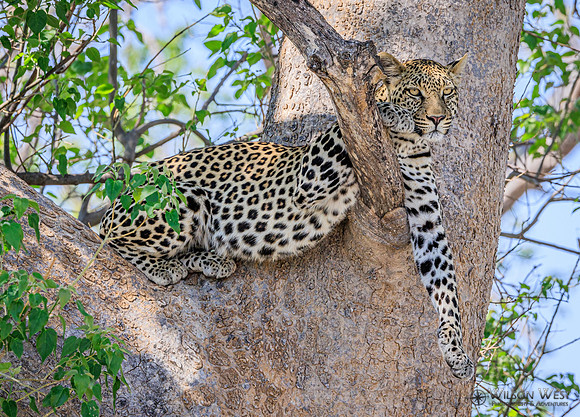Leopard
