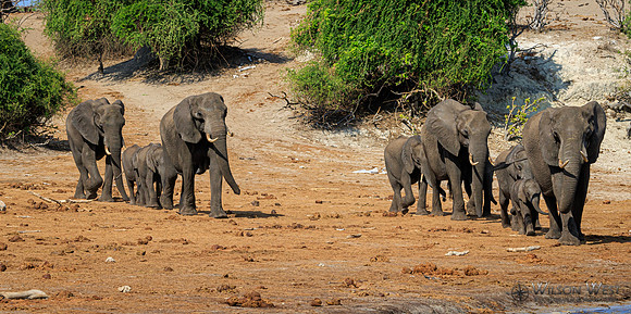 Elephant