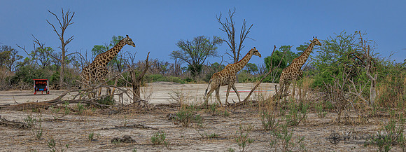 Giraffe