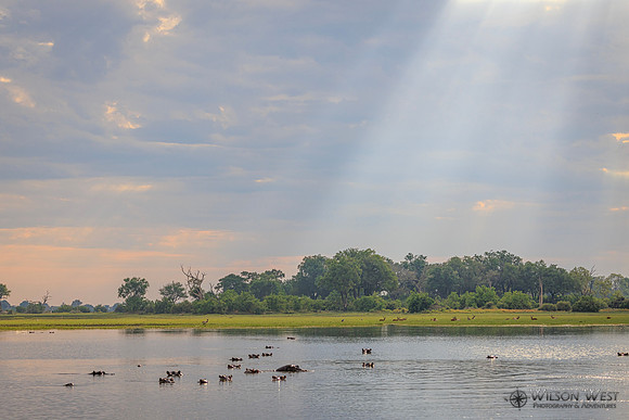 Sun Rays, Hippopotamus