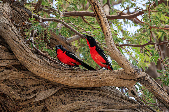 Crimson-breasted Shrike
