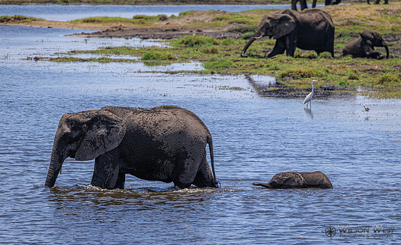 Elephant