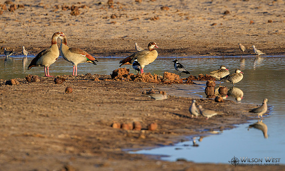 Blacksmith Lapwing, Collared Mourning Dove, Egyptian Goose, Red-billed Teal