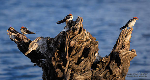 Wire-tailed Swallow