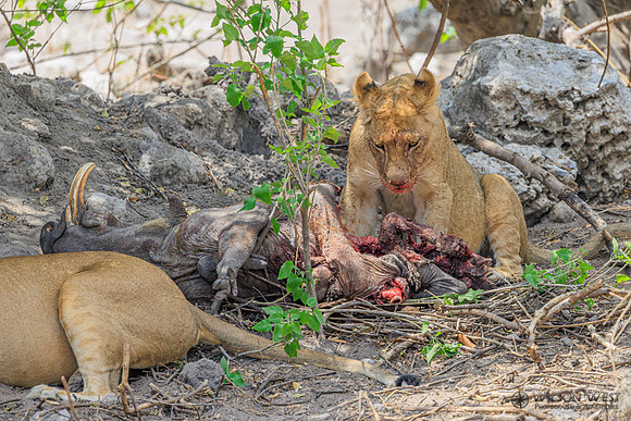 Lion