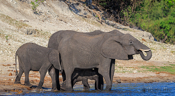 Elephant