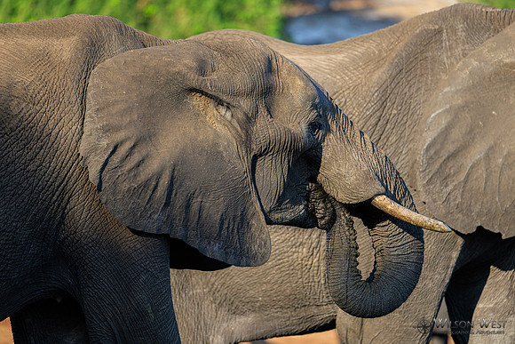 Elephant