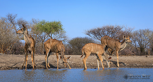 Greater Kudu