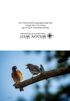 Birds - Western Bluebirds - 1