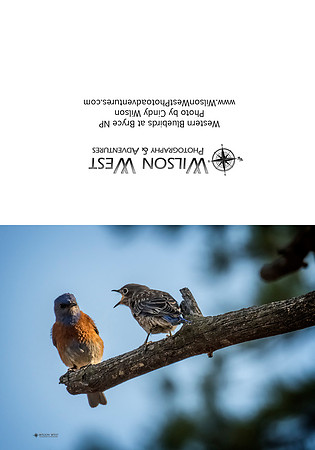 Birds - Western Bluebirds - 1