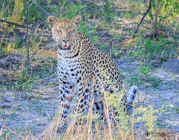 Leopard