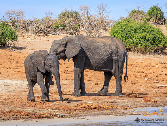 Elephant