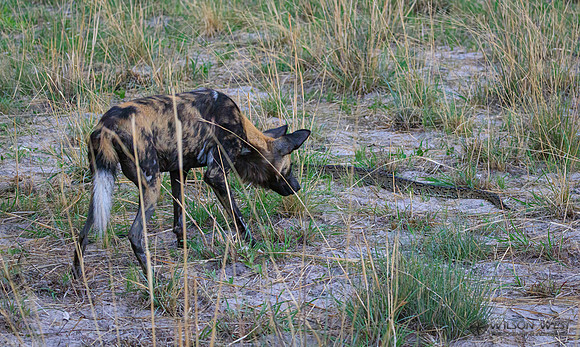 African Wild Dog