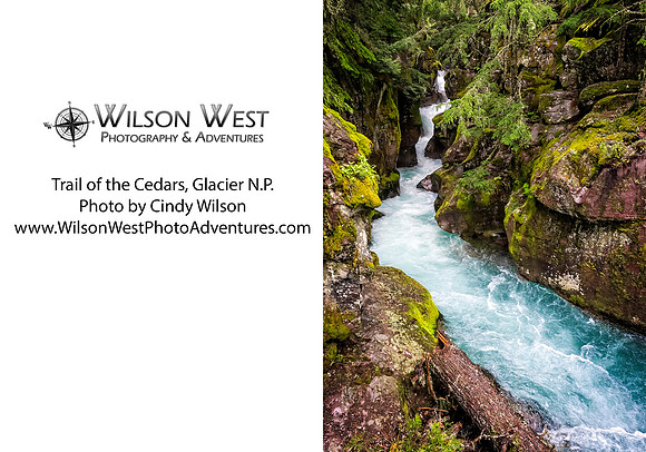 Glacier NP - Trail of the Cedars - 2