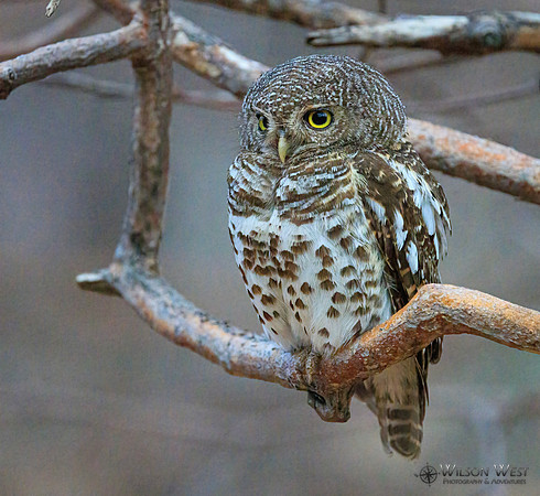 African Barred Owlet