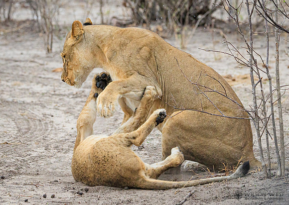 Lion