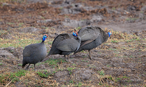 Helmeted Guineafowl
