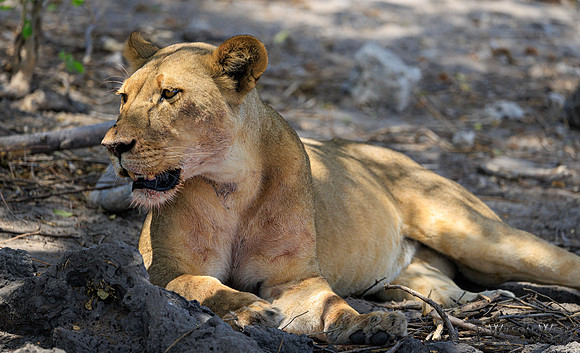 Lion