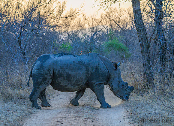 White Rhinoceros