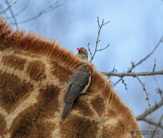 Giraffe, Red-billed Oxpecker