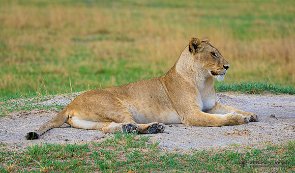 Lion