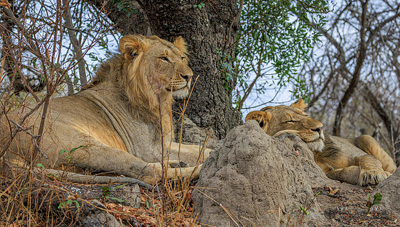 Lion