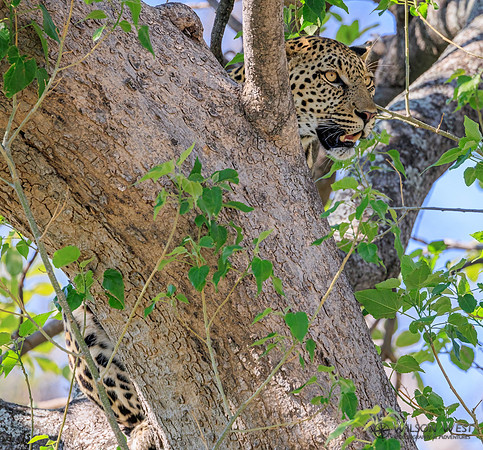 Leopard
