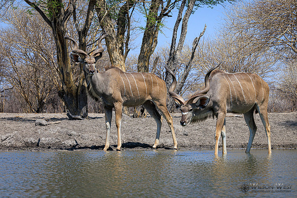 Greater Kudu